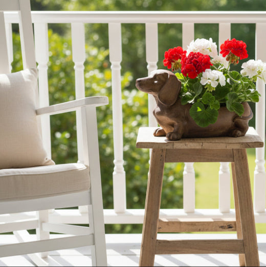 Doxie in Bloom dachshund cement planter filled with red and white geraniums on a wooden stool on a white front porch with rocking chair