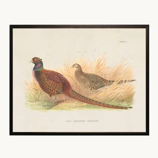 Framed antique style natural history print illustration of a pair of Caucasian pheasants in field grass with a dark wood frame.