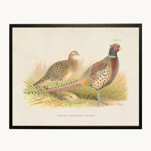Framed antique style natural history print illustration of a pair of Formosan ring-necked pheasants with a dark wood frame.