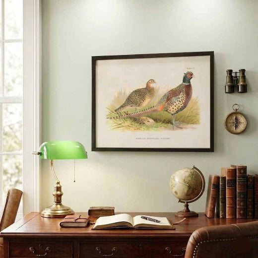 Framed antique style natural history print illustration of a pair of Formosan ring-necked pheasants with a dark wood frame.