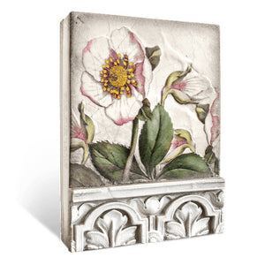 T501 Hellebores - The Red Hound Gifts